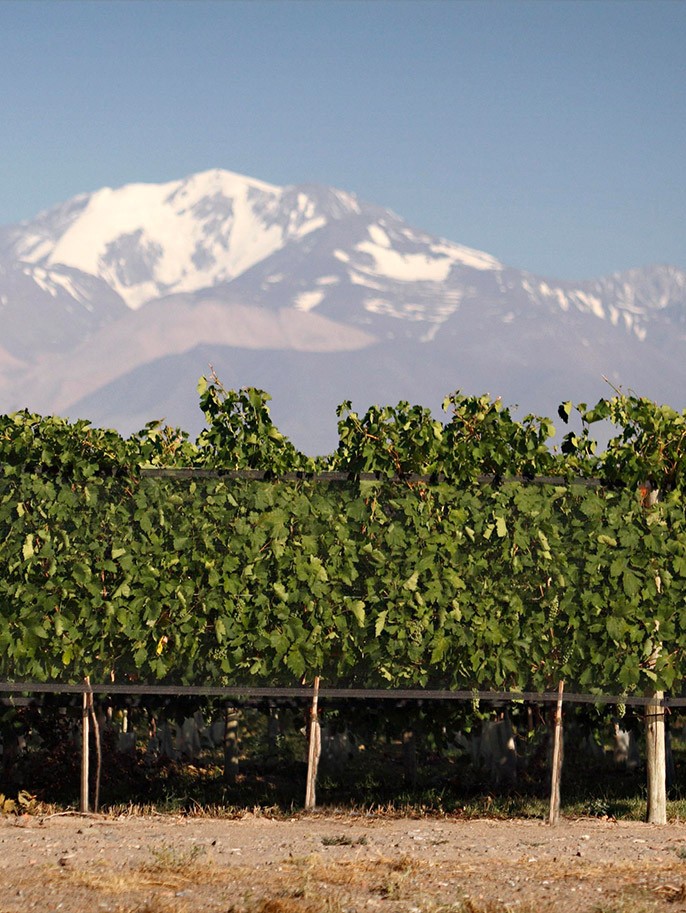 MASI | Wine Experience & Wine Tour | Verona