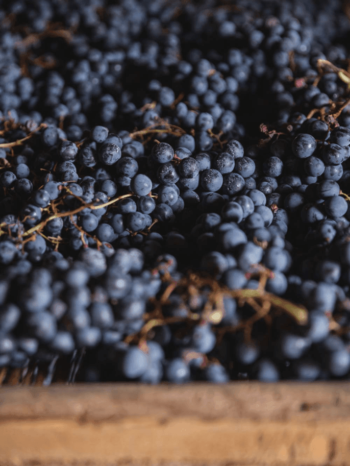 MASI | Wine | Costasera Amarone della Valpolicella Classico DOCG ...